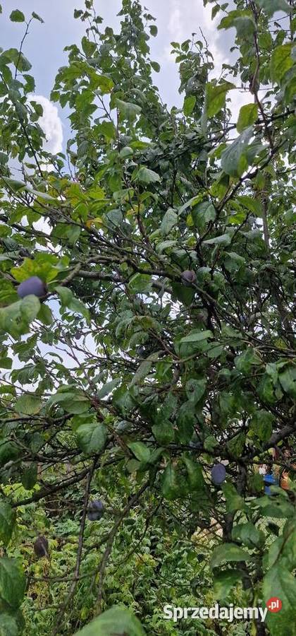 Sprzedam działkę rekreacyjna ROD stare stawy woda Sprzedaż małopolskie Oświęcim