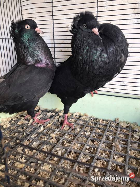 Garłacze Górnośląskie koroniaste Przeginia sprzedam