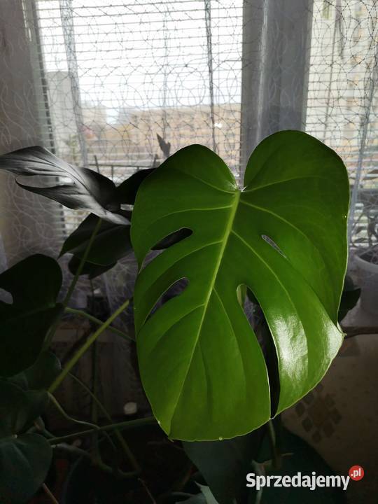 Kwiaty doniczkowe Monstera dziurawa Lublin