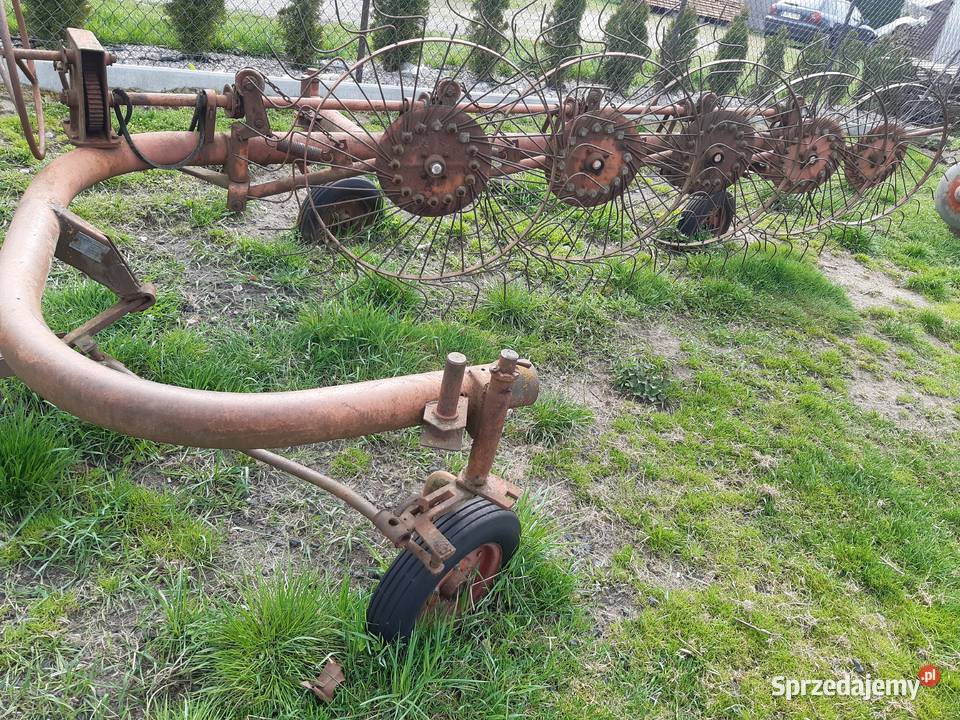 Grabiarka słoneczko 5 gwiazdowe Hodowla zwierząt Pałecznica
