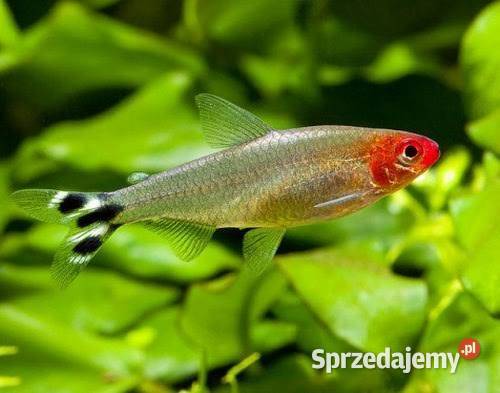 Rybki akwariowe Pińczów