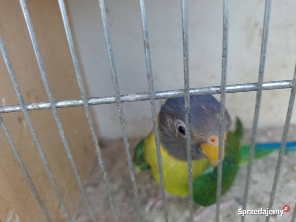 Aleksandretty Sliwoglowa Ptaki Bochnia