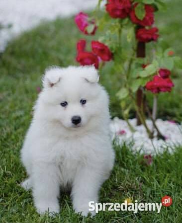 Samoyed Szczenięta