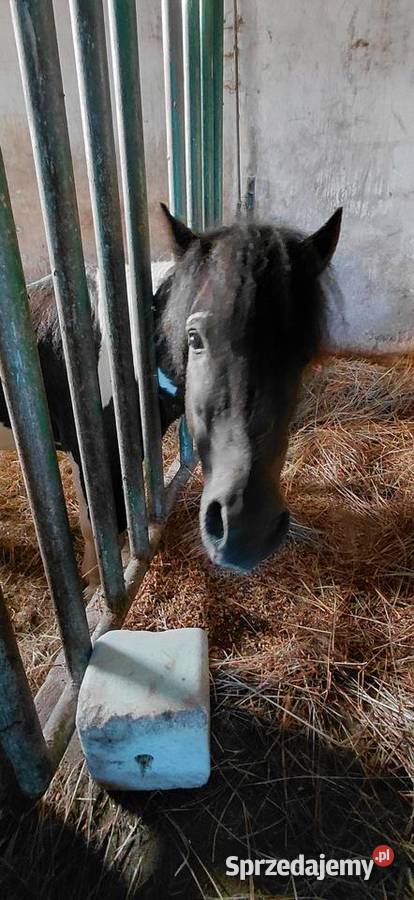 Koń Kuc Ogier 2lata Katarzyn