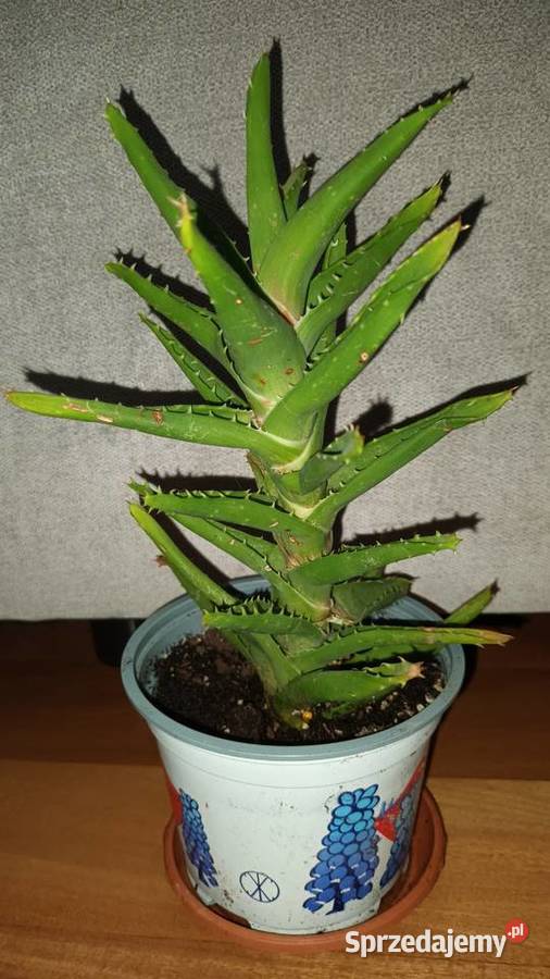 Aloes zielony 4 roślina rosnąca wys 29 mazowieckie Warszawa sprzedam