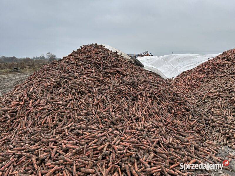 Sprzedam marchew bydła