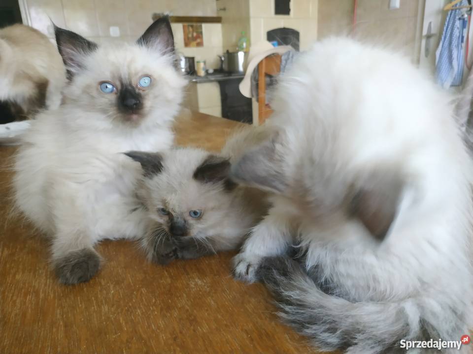 Kocięta syberyjskie Neva Masquerade bez rodowodu lubelskie Prażmów