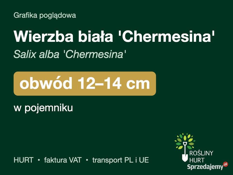 Wierzba biała Chermesina obwód 1214 w pojemniku Liściaste