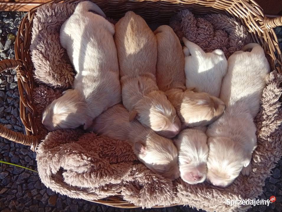 Golden retriever szczeniaki pieski Psy Rusinowo sprzedam
