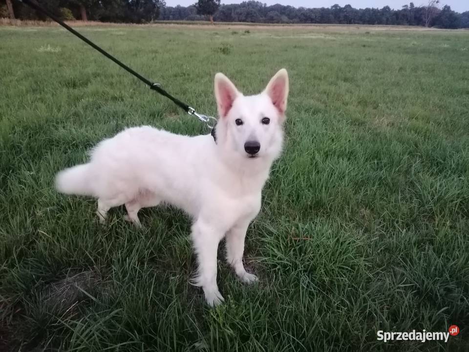Owczarek szwajcarski Oława sprzedam
