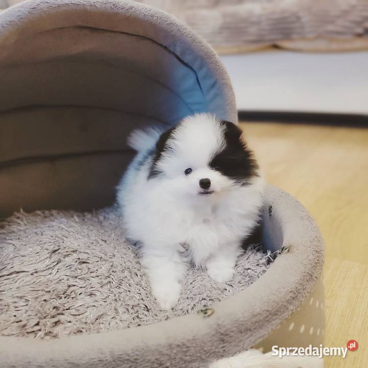 Szpic Pomeranian Szczenieta śląskie Katowice