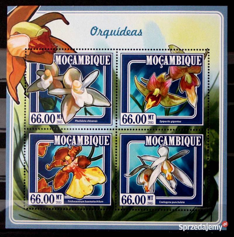 Mozambik storczyki
