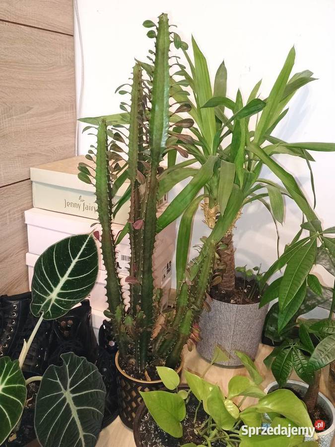 Kwiaty doniczkowe wszystko Pozostałe Lubartów