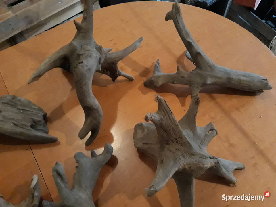 Korzenie terrarium Katowice