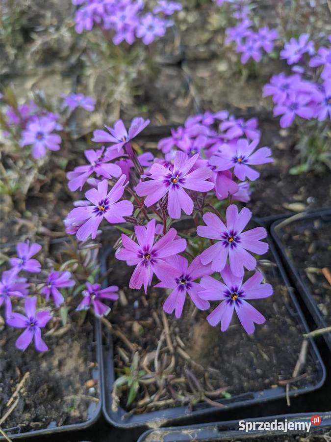 Floks mix kolorów zakwitnie na wiosnę Lublin