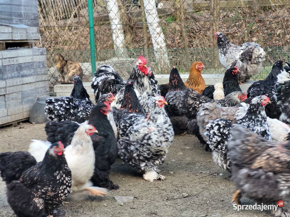 Jaja lęgowe Kochin Olbrzymi podkarpackie Kramarzówka