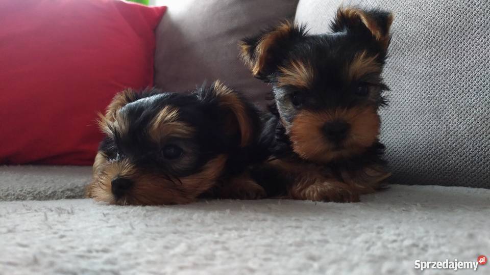 Yorki sprzedam nie miniaturki