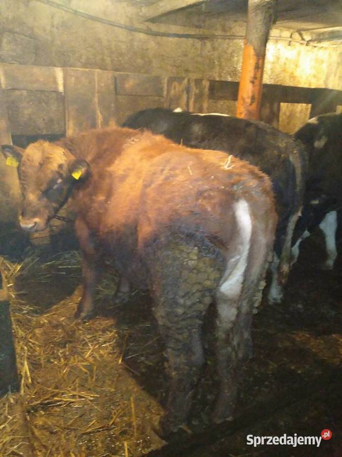 Sprzedam byka August czerwony MM Bydło Brzeźno Szlacheckie