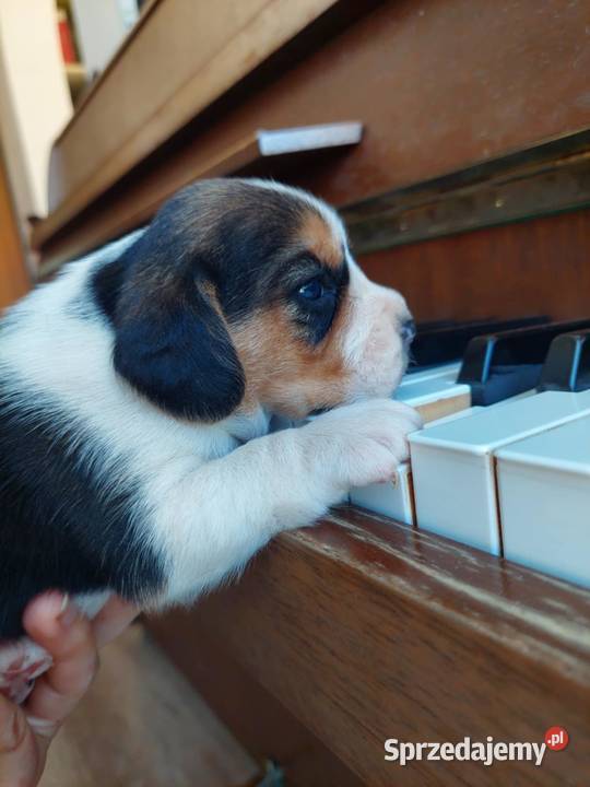 Piesek suczka rasy beagle piękne szczeniaki Sanok sprzedam