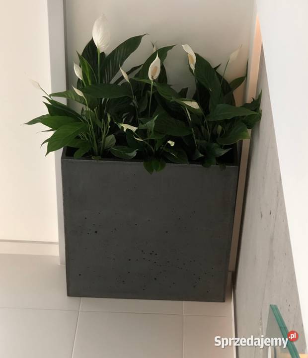 Donica betonowa 70x20x75 Donice z betonu Ogród Rawicz sprzedam