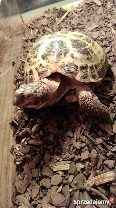żółw lądowy stepowy razem z terrarium Bydgoszcz