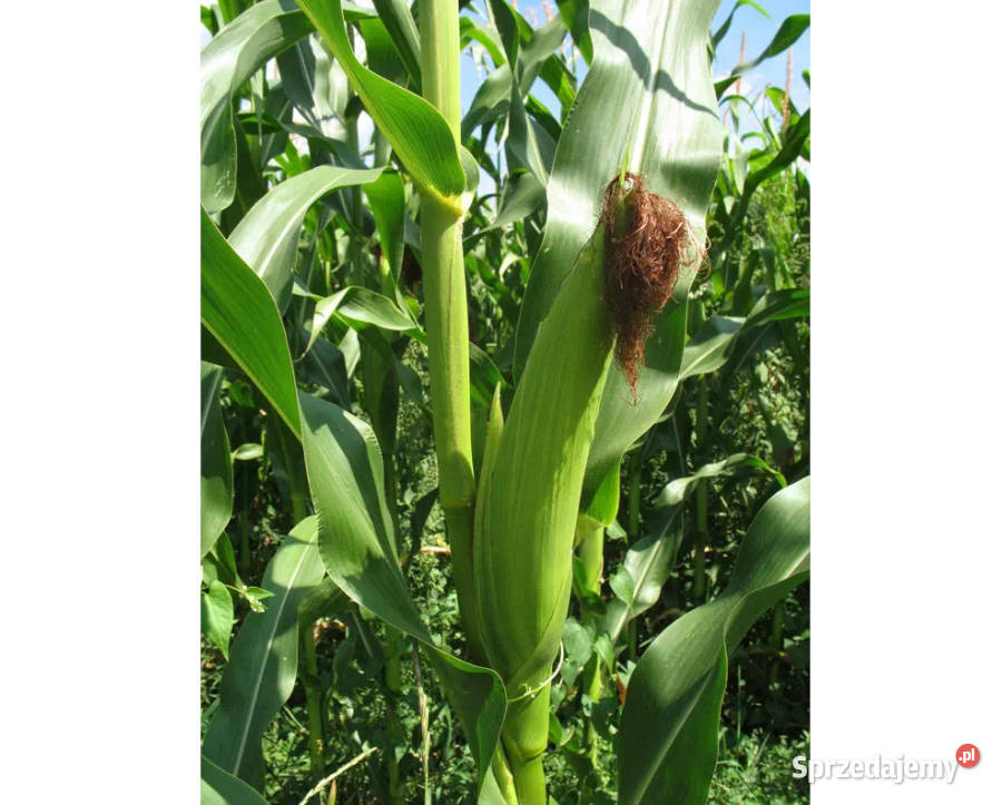 Materiał siewny kukurydza MHR Kosmo FAO 230 Radomsko sprzedam