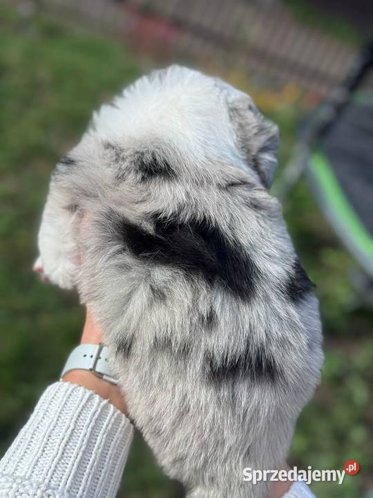 Border collie blue merle niebieskie oczy rodowód Dziekanów Leśny