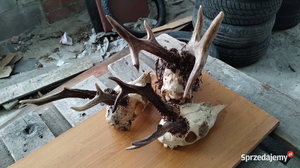 Runo leśne naturalne Leżajsk