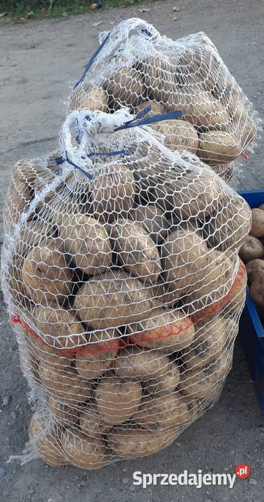 SPRZEDAM Ziemniaki Catania mazowieckie Orońsko