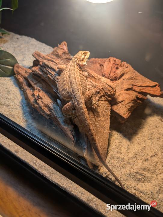 Agamki brodate Olsztyn