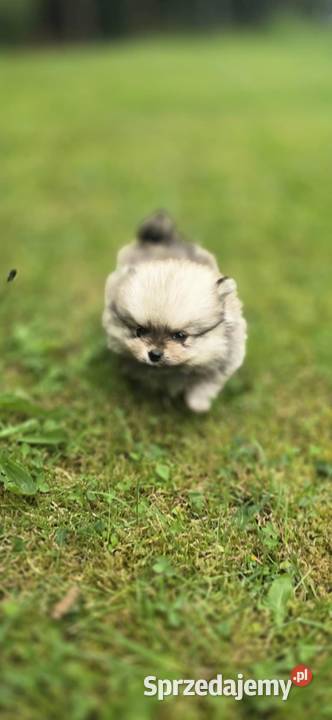 Pomeranian szpic miniaturowy na kolanka
