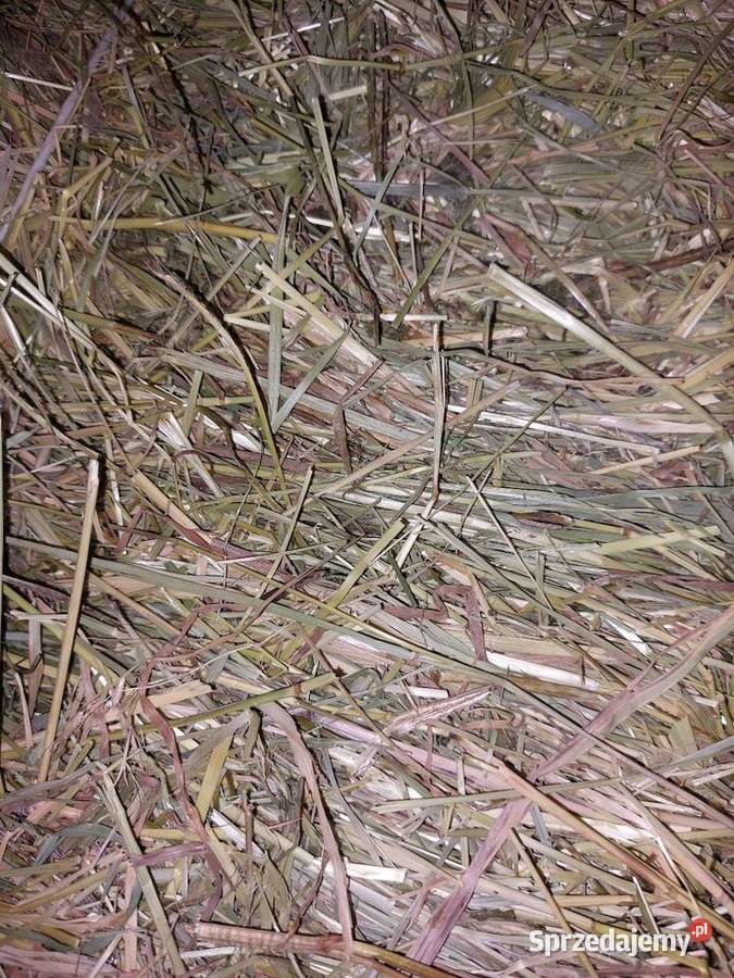 siano kostka Dydnia sprzedam