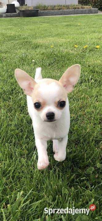 Chihuahua Szczenięta FCIZKwP Skarbiszów