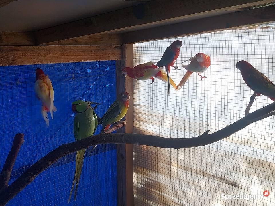 PAPUGI ROZELLA ŚWIERGOTY NIEROZŁĄCZKI FALISTE mazowieckie