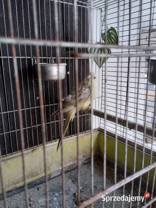 Świergotka Seledynowa Pielgrzymowice