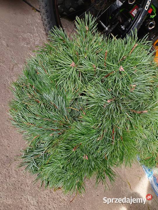 Wianki z mchu i sosny naturalne świętokrzyskie Daleszyce