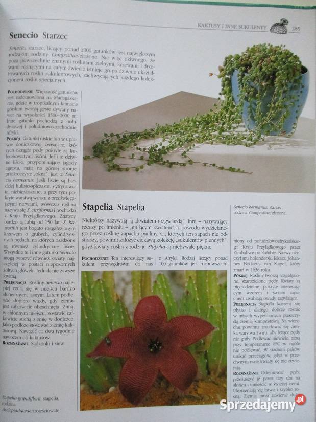 Mieszkanie w kwiatach Kwiaty w mieszkaniu uprawa