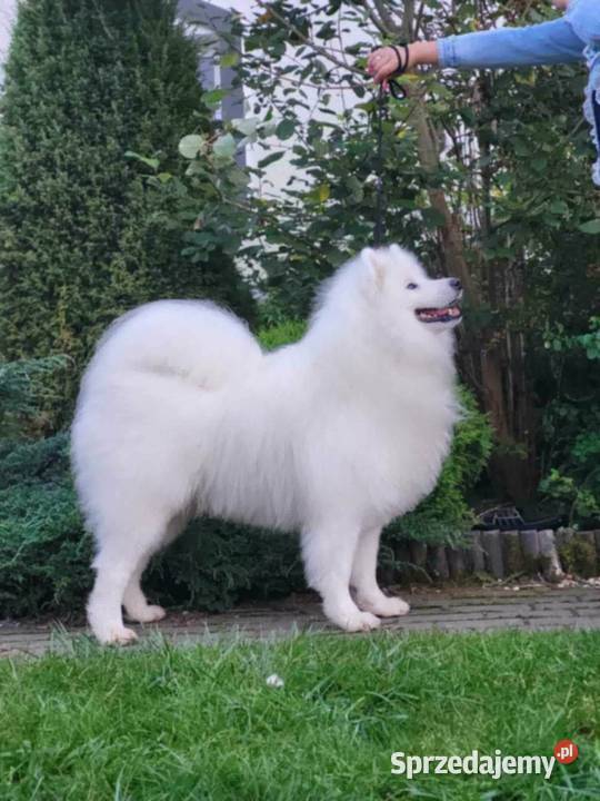 Samoyed ZKwPśnieżnobiały chłopiecdomowa hodowla Pozostałe Koszalin