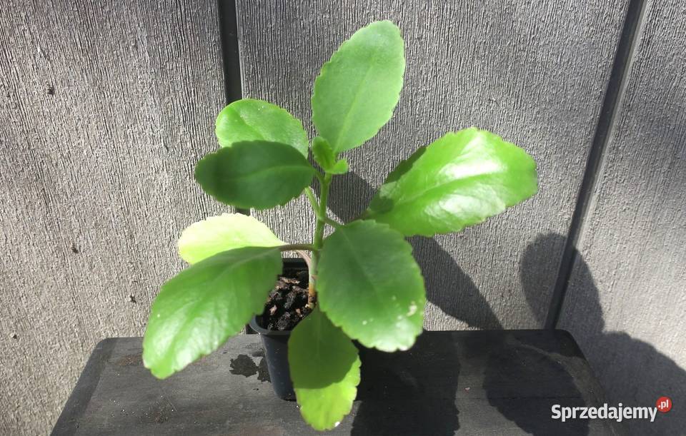 Żyworódka Pierzasta Kalanchoe Pinnata ok 17 Brwinów
