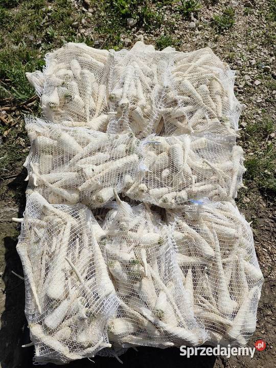 Warzywa pietruszka marchew ziemniaki świętokrzyskie Jędrzejów