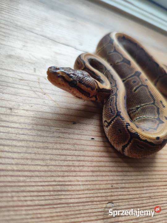 Wąż samiczka Pinstripe mloda Gady i płazy