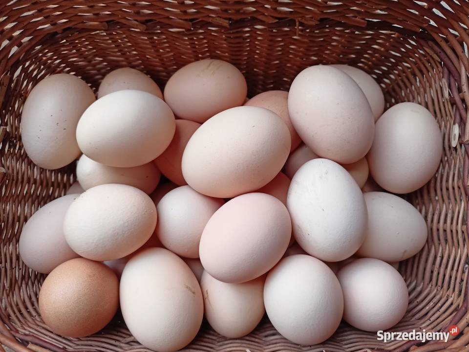 Jajka z wolnego wybiegu 80grsztuka sprzedam