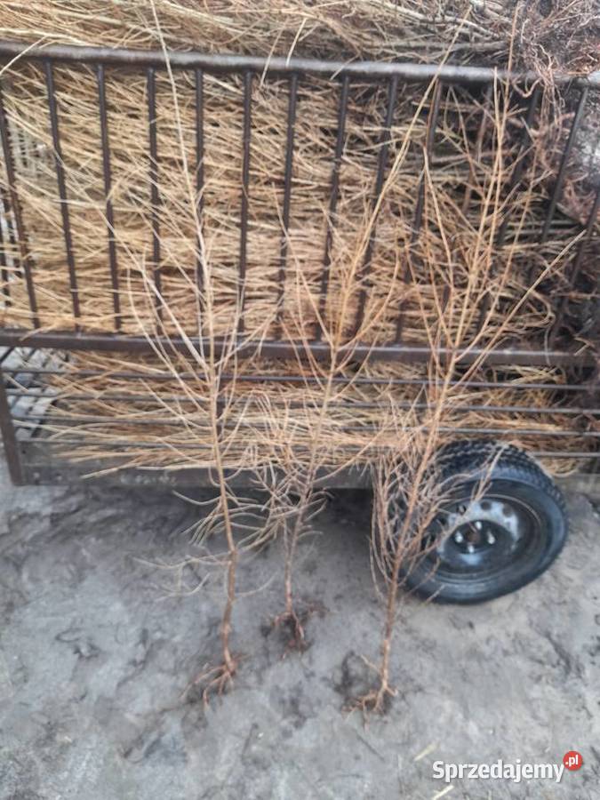 Podkładki do szczepienia klon modrzew katalpa i Puławy