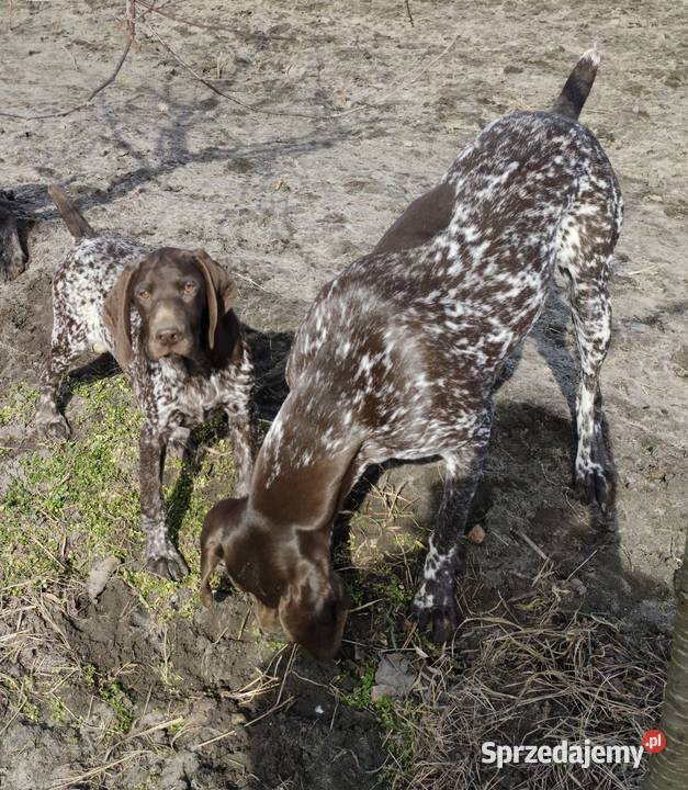 Wyżeł Niemiecki Krótkowłosy Łuków