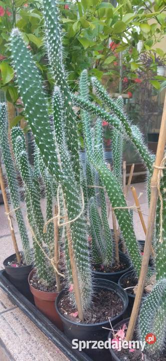 Kaktusy Opuncja białowłosa kolekcja małopolskie Nowy Sącz