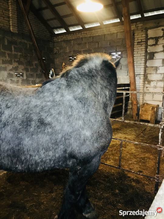 Do sprzedania klacz percheron mazowieckie Dalnia