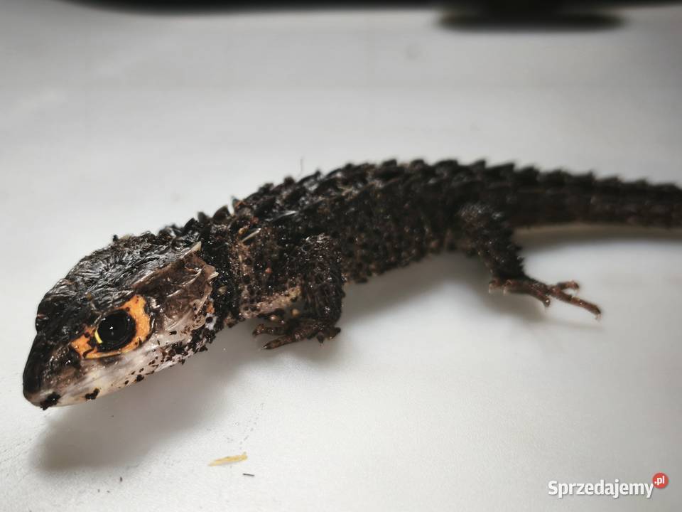 Parka scynków krokodylowych Tribolonotus Wałbrzych