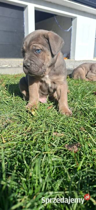 Cane Corso szczenieta rodowodowe błekitne i lubelskie Bychawa sprzedam
