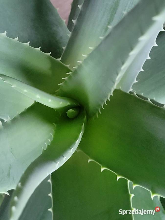 Aloes 100 rozpiętości i wysokości z doniczką Poznań