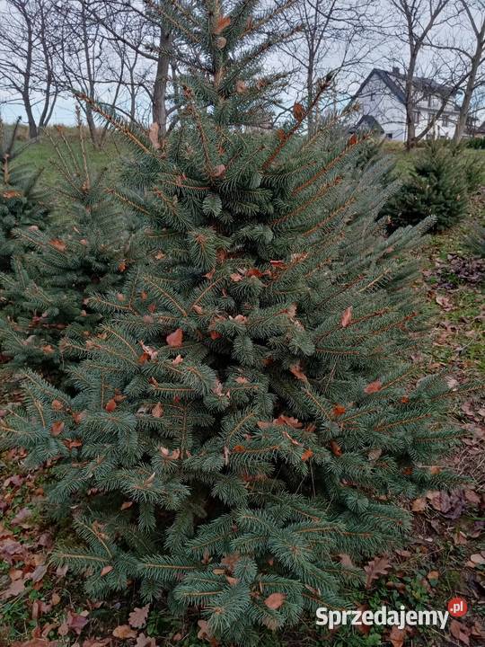 Świerk srebrny 80150 w doniczkach Trzciana sprzedam